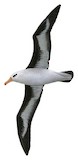 Black-browed Albatross Illustration