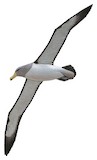 Chatham Albatross Illustration