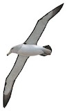 Salvin's Albatross Illustration