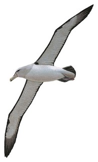 Salvin's Albatross