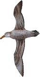 Northern Giant Petrel Illustration