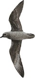 Kerguelen Petrel Illustration