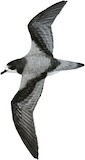 Stejneger's Petrel Illustration