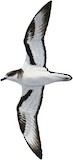 Bonin Petrel Illustration