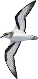 Black-winged Petrel Illustration