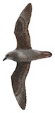 Murphy's Petrel Illustration