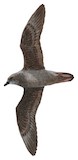 Murphy's Petrel Illustration