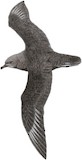 Kermadec Petrel Illustration