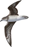 Herald Petrel Illustration