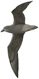 Henderson Petrel Illustration