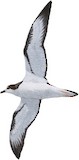 Hawaiian Petrel Illustration