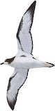 Galapagos Petrel Illustration