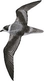 White-necked Petrel Illustration