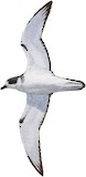 Juan Fernandez Petrel Illustration