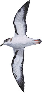Bermuda Petrel