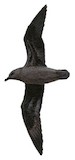 Jamaican Petrel Illustration