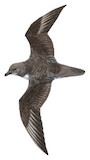 Magenta Petrel Illustration