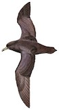 White-chinned Petrel Illustration