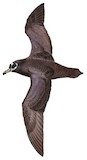 Spectacled Petrel Illustration