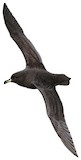 Westland Petrel Illustration