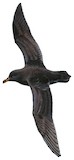 Black Petrel Illustration