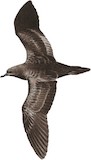 Wedge-tailed Shearwater Illustration