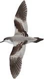 Buller's Shearwater Illustration