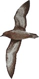 Short-tailed Shearwater Illustration