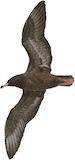 Flesh-footed Shearwater Illustration