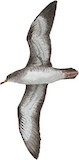 Pink-footed Shearwater Illustration