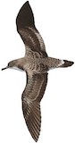 Cape Verde Shearwater Illustration