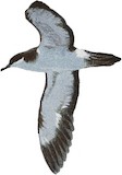 Newell's Shearwater Illustration