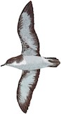 Tropical Shearwater Illustration