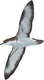 Bannerman's Shearwater Illustration