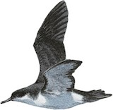 Manx Shearwater Illustration