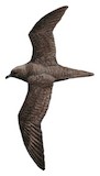 Fiji Petrel Illustration