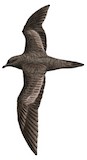 Bulwer's Petrel Illustration