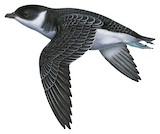 Peruvian Diving Petrel Illustration