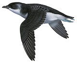 Magellanic Diving Petrel Illustration