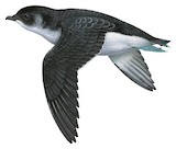 South Georgia Diving Petrel Illustration