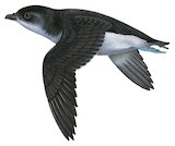 Common Diving Petrel Illustration