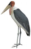 Marabou Stork Illustration