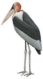 Greater Adjutant Illustration