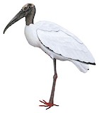 Wood Stork Illustration