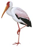 Yellow-billed Stork Illustration