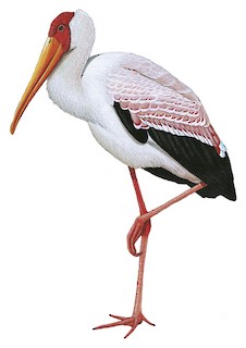 Yellow-billed Stork