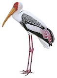 Painted Stork Illustration