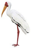 Milky Stork Illustration