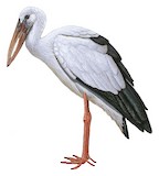 Asian Openbill Illustration