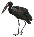 African Openbill Illustration